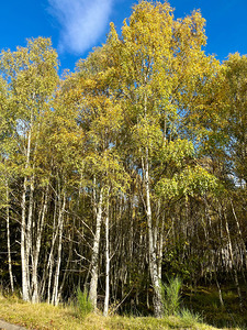 Golden Autumnal Birch Trees in the Scottish Highlands